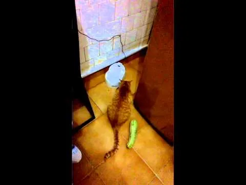 Нажми и смотри