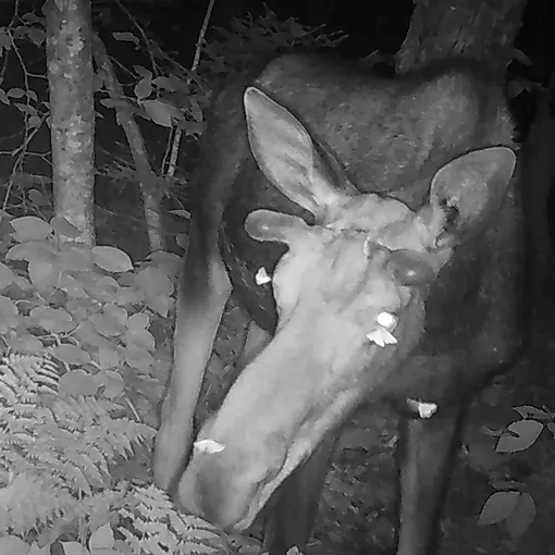 Мотыльки пьют слезы лося