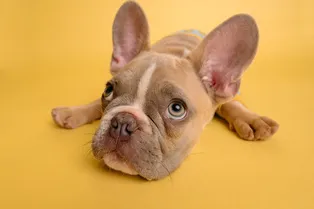 Ученые придумали, как изучать сознание животных: необычный метод