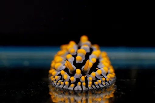 токсичные голожаберные моллюски