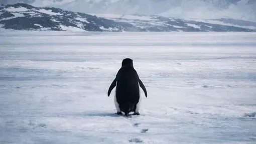 «Встречи на краю света» «Встречи на краю света»