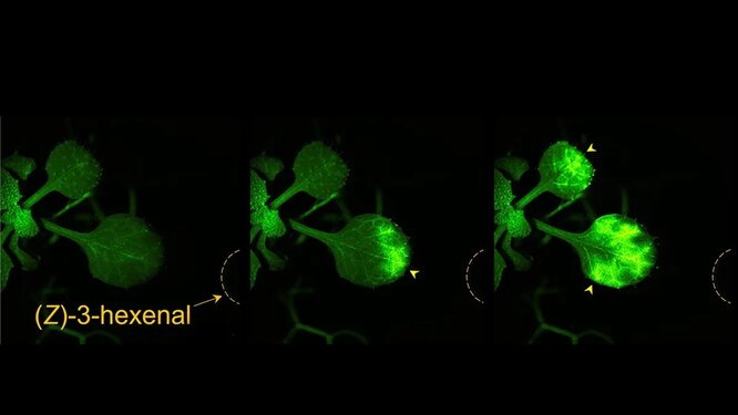 Притока ионов кальция в листьях