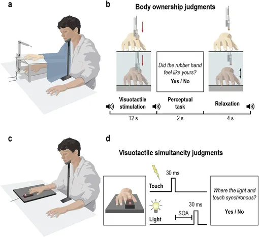 Иллюзия резиновой руки. а) Экспериментальная установка для задачи по оценке принадлежности органа или внешнего объекта к телу. б) Процедура выполнения задачи. Настоящая правая рука участника была скрыта под платформой, а правая резиновая рука помещена на платформу в поле зрения участника. И резиновой руки, и настоящей руки 6 раз за 12 секунд касался робот, либо синхронно, либо с небольшим опережением или запаздыванием с прикосновением к резиновой руке. Степень асинхронности систематически варьировалась между 0, ±50 мс, ±150 мс, ±300 мс и ±500 мс. После каждого периода визуально-тактильной стимуляции участникам предлагалось указать, ощущалась ли резиновая рука как их собственная рука, отвечая «да» или «нет». c Экспериментальная установка для задания по оценке одновременности. d Процедура для задания по оценке одновременности. Участники оценивали воспринимаемую одновременность визуальных (т. е. красный свет) и тактильных (т. е. небольшая вибрация) стимулов. Каждое испытание начиналось с представления визуального или тактильного стимула в течение 30 мс, за которым следовал другой стимул после переменной асинхронности (асинхронность начала стимула, SOA). Степень асинхронности систематически варьировалась между 0 мс, ±50 мс, ±100 мс, ±150 мс, ±200 мс, ±300 мс, ±400 мс и ±500 мс. В обеих задачах движение головы фиксировалось.