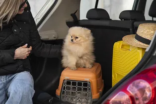 На праздники с любимцем: советы для путешествий с питомцами