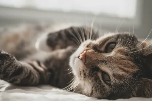 кошка на кровати кошка на кровати