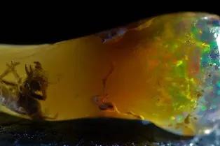 Ученый обнаружил древнее насекомое внутри драгоценного камня