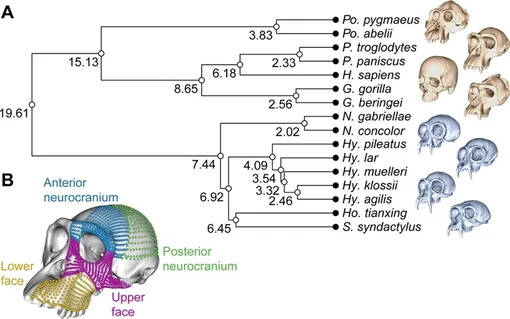Филогенез. (A) Временная калибровка филогенеза гоминидов, использованная для анализа, с указанием возраста узлов (в млн лет). Представлен один череп на род (не в масштабе), гоминиды заштрихованы оранжевым цветом, а гилобатиды — синим (сверху вниз: Pongo, Pan, Homo, Gorilla, Nomascus, Hylobates, Hoolock, Symphalangus). (B) Модель шимпанзе, показывающая исследуемую конфигурацию ориентиров и полуориентиров, с различными областями черепа, представленными разными цветами: задняя часть нейрокраниума — зеленый; передняя часть нейрокраниума — синий; верхняя часть лица — фиолетовый; нижняя часть лица — желтый. Филогенез. (A) Временная калибровка филогенеза гоминидов, использованная для анализа, с указанием возраста узлов (в млн лет). Представлен один череп на род (не в масштабе), гоминиды заштрихованы оранжевым цветом, а гилобатиды — синим (сверху вниз: Pongo, Pan, Homo, Gorilla, Nomascus, Hylobates, Hoolock, Symphalangus). (B) Модель шимпанзе, показывающая исследуемую конфигурацию ориентиров и полуориентиров, с различными областями черепа, представленными разными цветами: задняя часть нейрокраниума — зеленый; передняя часть нейрокраниума — синий; верхняя часть лица — фиолетовый; нижняя часть лица — желтый.