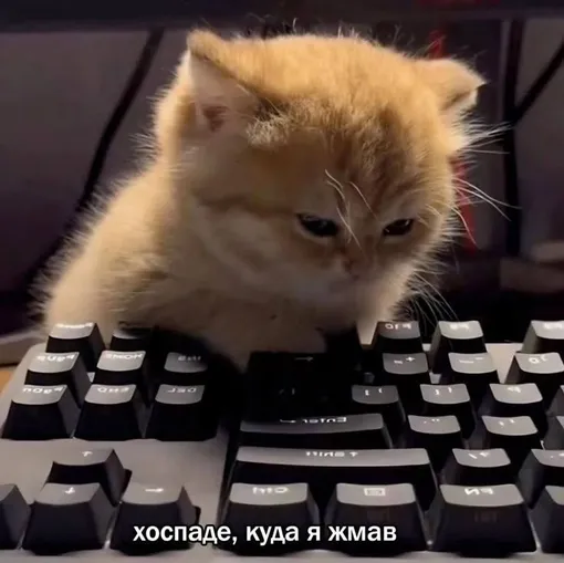 Котенок