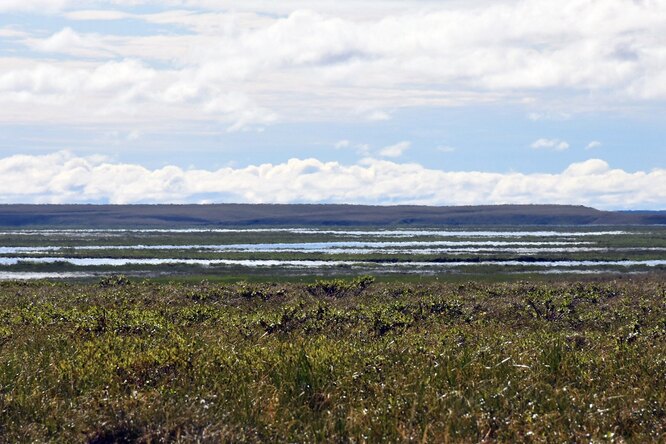 Тундровая растительность влияет на таяние вечной мерзлоты в Арктике