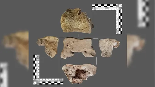 Кость боевого слона