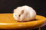 Хомяки стали агрессивными и слишком общительными после изменения генов