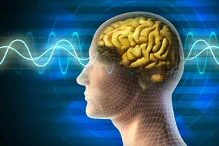 Ученые опровергли старую теорию — теперь мы знаем, что определяет способности нашего мозга