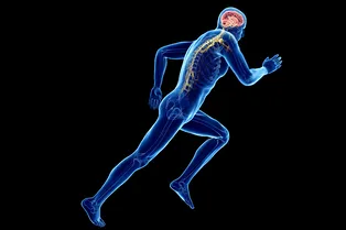 Разница существенная: чем отличается мозг профессиональных спортсменов от мозга обычных людей