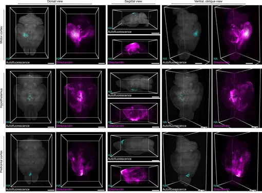 По мозгу мыши пролегают многочисленные сети астроцитов, различающиеся по размеру и структуре.