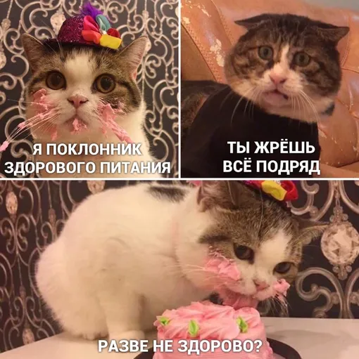 Кошки
