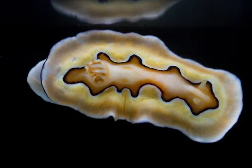 Без раковины, но с «оружием»: как голожаберные моллюски выживают в мире хищников