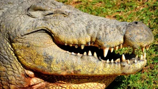 Крокодил-долгожитель