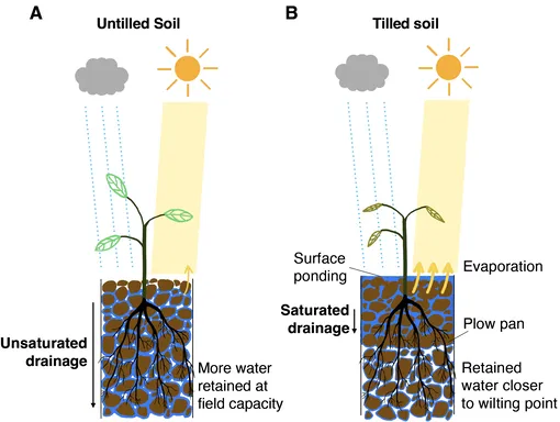 Структура невспаханной (слева) и вспаханной (справа) почвы упрощенно показывает, как вредит влагообмену глубокая обработка. Структура невспаханной (слева) и вспаханной (справа) почвы упрощенно показывает, как вредит влагообмену глубокая обработка — исследование