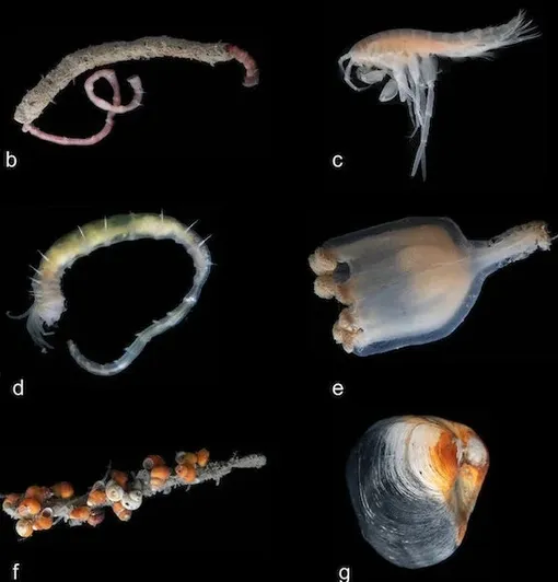 Некоторые живые существа, найденные рядом с холмами Фрейи