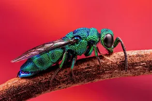 Земля во всей красе: лучшие фото World Nature Photography Awards 2024 Земля во всей красе: лучшие фото World Nature Photography Awards 2024