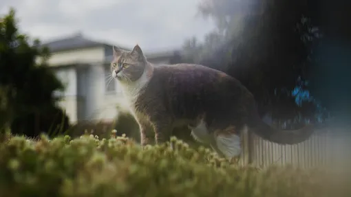 Кошка на природе