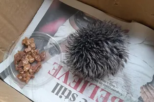 Англичанка пыталась спасти «ежика», но выяснилось, что это не животное! Смешная история