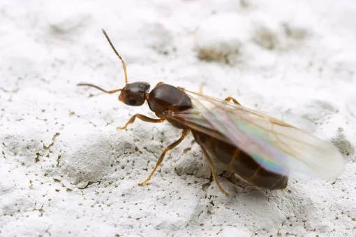 Матка Lasius flavus (желтый садовый муравей) во время лета Lasius flavus