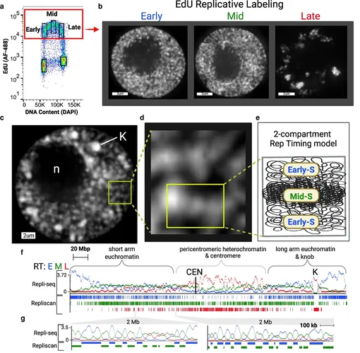 Схема Repli-seq и модель РТ хроматиновых волокон на уровне мини-доменов.