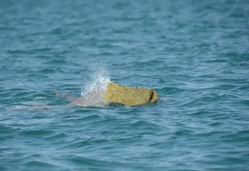 Дельфин с губкой на голове Дельфин с губкой на голове