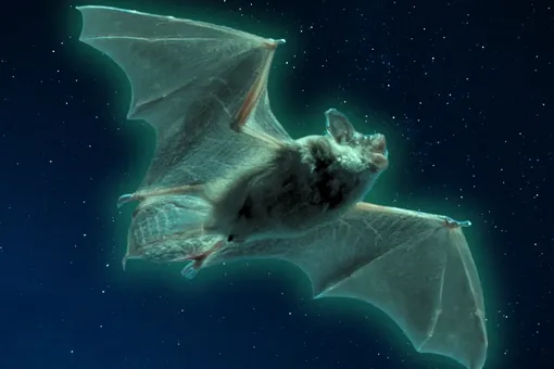 Шесть видов летучих мышей из США светятся под ультрафиолетом. И ученые не знают, почему