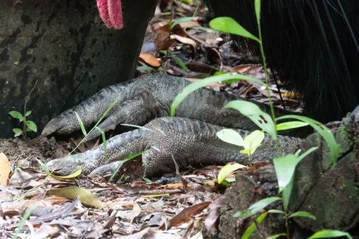 Когти казуара