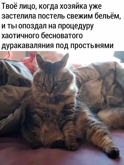Кот
