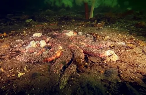 Погибшая морская звезда. Погибшая морская звезда.