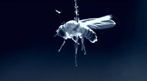 При съемке со скоростью 10 000 кадров в секунду кадр видео показывает, как прыгающий червь-нематода притягивается к заряженной плодовой мухе. При съемке со скоростью 10 000 кадров в секунду кадр видео показывает, как прыгающий червь-нематода притягивается к заряженной плодовой мухе.