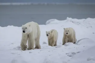 Редкий случай: ученые зафиксировали усыновление у белых медведей