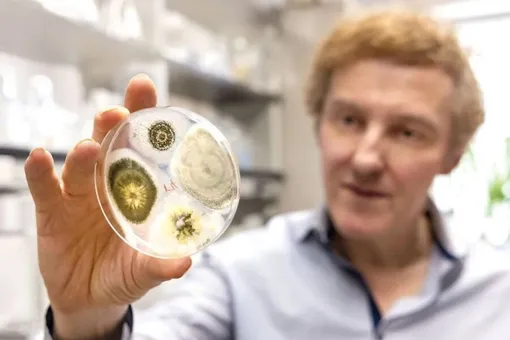 Ученые создали «умный» гриб, который может ловить и убивать комаров Ученые создали «умный» гриб, который может ловить и убивать комаров