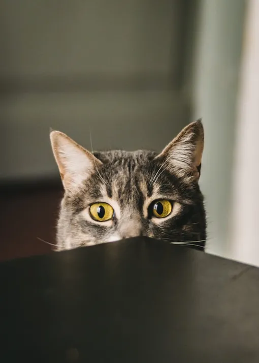 кошка