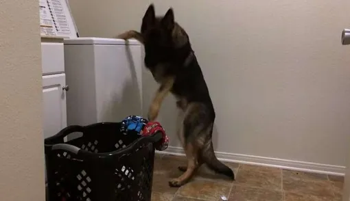 Этот пес умеет делать все, что угодно Этот пес умеет делать все, что угодно