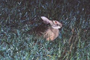 Редчайшего зайца заметили спустя почти 40 лет. Но он был уже мертвым Редчайшего зайца заметили спустя почти 40 лет. Но он был уже мертвым