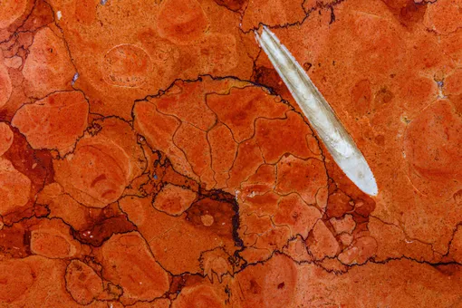 Светлый ростр белемнита Светлый ростр белемнита