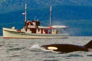 Косатки топят лодки у берегов Европы, и ученые понятия не имеют, почему Косатки топят лодки у берегов Европы, и ученые понятия не имеют, почему