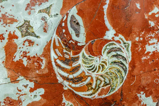 Сечение раковины головоногого моллюска наутилоида