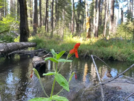 Mimulus cardinalis