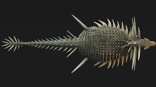 Spicomellus afer