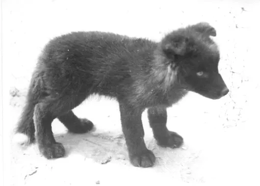 Первая из одомашненных лисиц по кличке Мечта, 1969 год