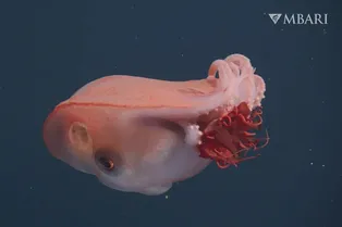 Четвертая встреча за 40 лет: в Калифорнии засняли семирукого осьминога Четвертая встреча за 40 лет: в Калифорнии засняли семирукого осьминога