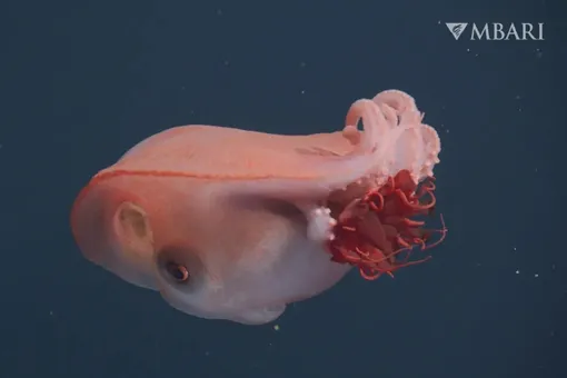 Четвертая встреча за 40 лет: в Калифорнии засняли семирукого осьминога Четвертая встреча за 40 лет: в Калифорнии засняли семирукого осьминога