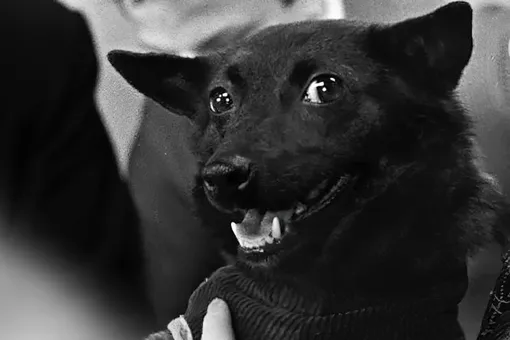 Cобака Чернушка собака по кличке Чернушка