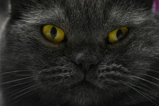 Британский кот