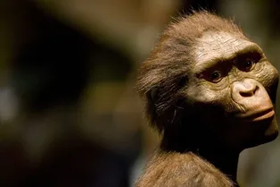 У «Люси» возрастом 3,2 миллиона лет были массивные мышцы ног — они помогали стоять прямо и лазать по деревьям У «Люси» возрастом 3,2 миллиона лет были массивные мышцы ног — они помогали стоять прямо и лазать по деревьям